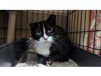 Adopt Verne a Domestic Short Hair