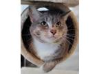 Adopt Stormy a Domestic Short Hair