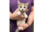 Adopt Dawn a Domestic Short Hair