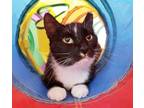 Adopt OPRAH a Domestic Short Hair