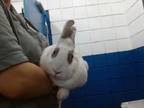Adopt AQUABERRY a Bunny Rabbit