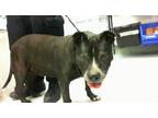 Adopt ZOYE a Pit Bull Terrier, Mixed Breed