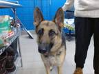 Adopt LEXY a German Shepherd Dog, Mixed Breed