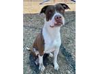 Adopt YESSICA a Pit Bull Terrier, Mixed Breed