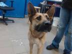 Adopt LILY a German Shepherd Dog, Mixed Breed