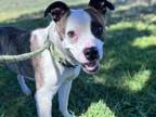 Adopt THELMA a Pit Bull Terrier, Mixed Breed
