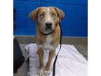 Adopt NALA a Labrador Retriever, Mixed Breed