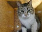 Adopt BISCUIT a Domestic Long Hair, Domestic Short Hair