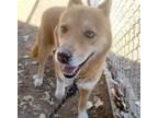 Adopt HACHI a Shiba Inu, Mixed Breed