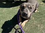 Adopt MAKAY a Pit Bull Terrier, Mixed Breed