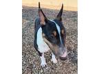 Adopt CHANELLE a Bull Terrier, Mixed Breed