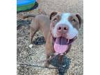 Adopt REINA a Pit Bull Terrier, Mixed Breed