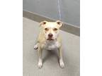 Adopt MABEL a Pit Bull Terrier