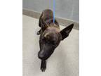 Adopt CHRISSY a Belgian Shepherd / Malinois