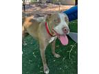 Adopt LOUISE a Pit Bull Terrier