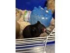 Adopt BERTHA a Hamster