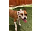 Adopt MISTY a Pit Bull Terrier