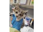 Adopt HALO a Domestic Short Hair