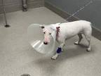 Adopt ESMERALDA a Bull Terrier