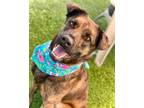 Adopt DAKOTA a Dutch Shepherd, Labrador Retriever