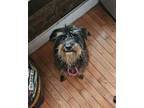 Adopt Wendy a Schnauzer