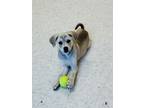 Adopt Fanta a Labrador Retriever, Mixed Breed