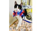 Adopt Carla a Domestic Short Hair