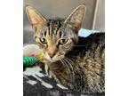 Adopt Princess a Domestic Short Hair