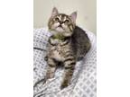 Adopt Wanda a Domestic Short Hair