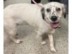 Adopt Mabel a English Setter, Mixed Breed
