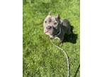Adopt GOOSE a Pit Bull Terrier, Mixed Breed