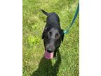 Adopt Gabby a Labrador Retriever