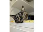 Adopt Sprinkles a Domestic Short Hair