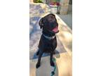 Adopt Brandy Yrly166 a Great Dane, Labrador Retriever