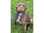 Adopt Swifty a Pit Bull Terrier