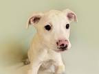 Adopt GRAPE a Pit Bull Terrier, Mixed Breed