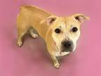 Adopt PENNY a Pit Bull Terrier