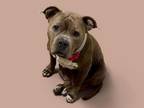 Adopt AUDREY a Pit Bull Terrier