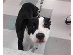 Adopt ASTER a Pit Bull Terrier, Mixed Breed