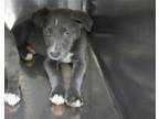 Adopt A430945 a Pit Bull Terrier, Mixed Breed