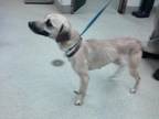 Adopt A431154 a Whippet, Mixed Breed