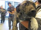 Adopt A429919 a Mastiff, Mixed Breed