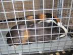 Adopt A430618 a Guinea Pig