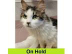 Adopt Ambrosia a Domestic Medium Hair, Domestic Short Hair