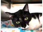 Adopt Clover a Domestic Short Hair