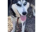 Adopt Luna a Husky