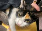 Adopt Jiya a Domestic Short Hair