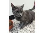 Adopt Mama Kitty a Domestic Short Hair