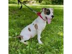 Adopt Madeline a Mixed Breed