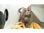 Adopt Haze a Domestic Short Hair